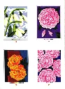 Fleurs 2_Delete_p7(pdfgear.com).webp
