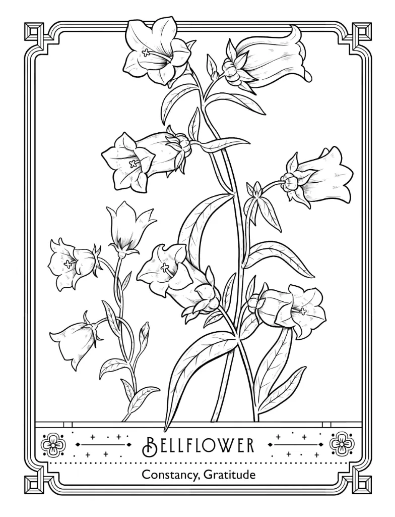 The Language of Flowers_p6(pdfgear.com).webp
