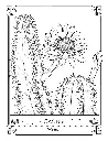 The Language of Flowers_p8(pdfgear.com).webp